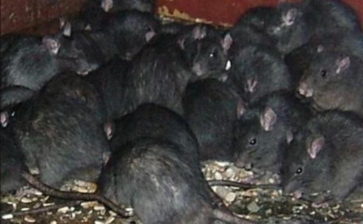 spanish-pest-control-association-warns-of-black-rat-population-boom